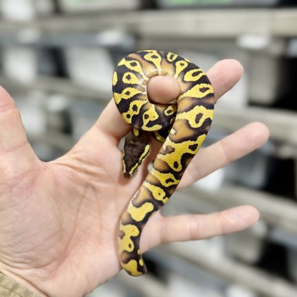 Pastel Black Head Enchi Gravel het Ultramel Female