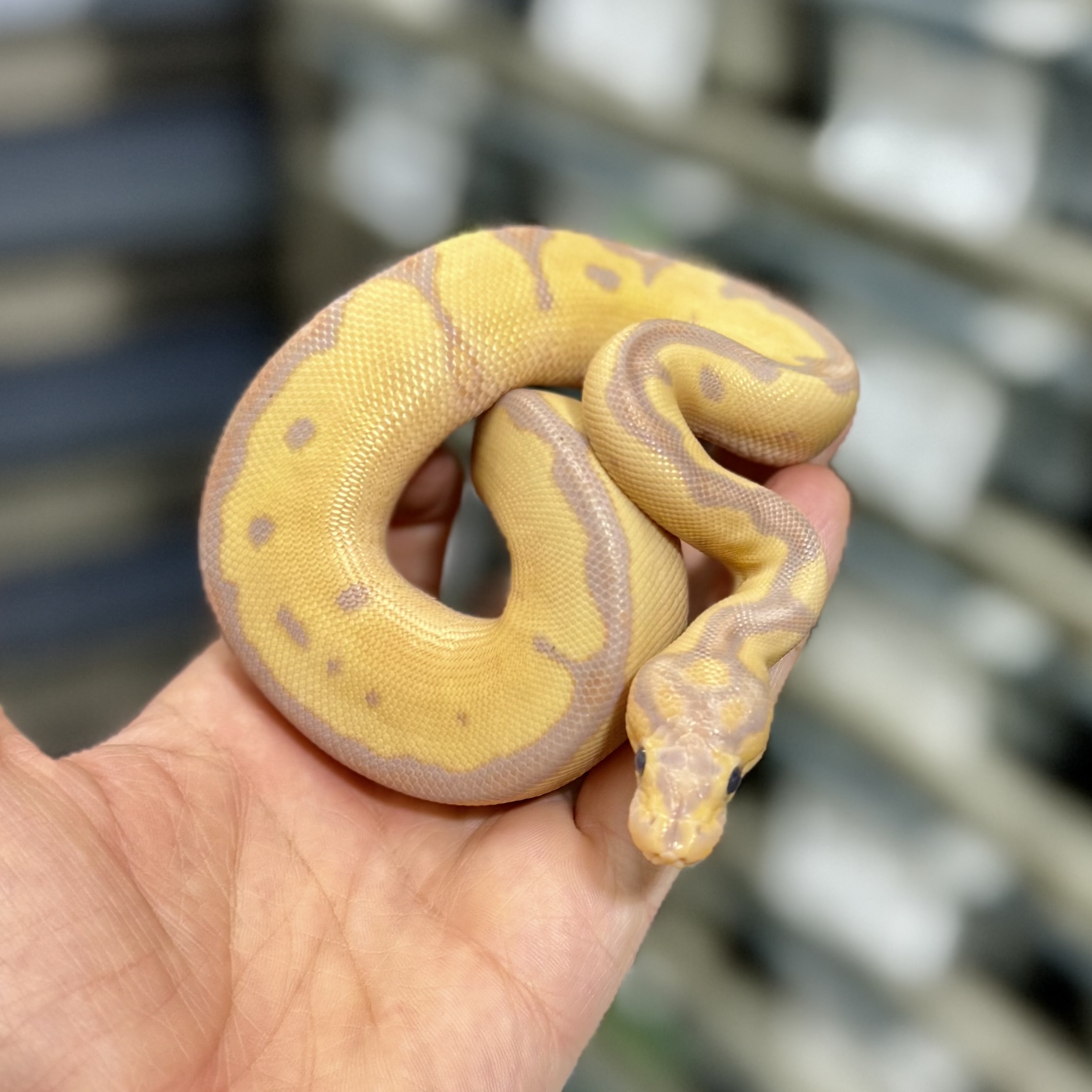 Banana Leopard Clown Male