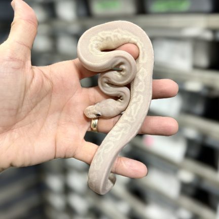 Super Banana Gargoyle Male