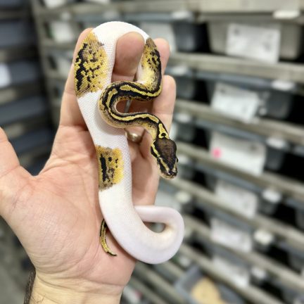 Pastel Pied  DH Hypo Ax Male