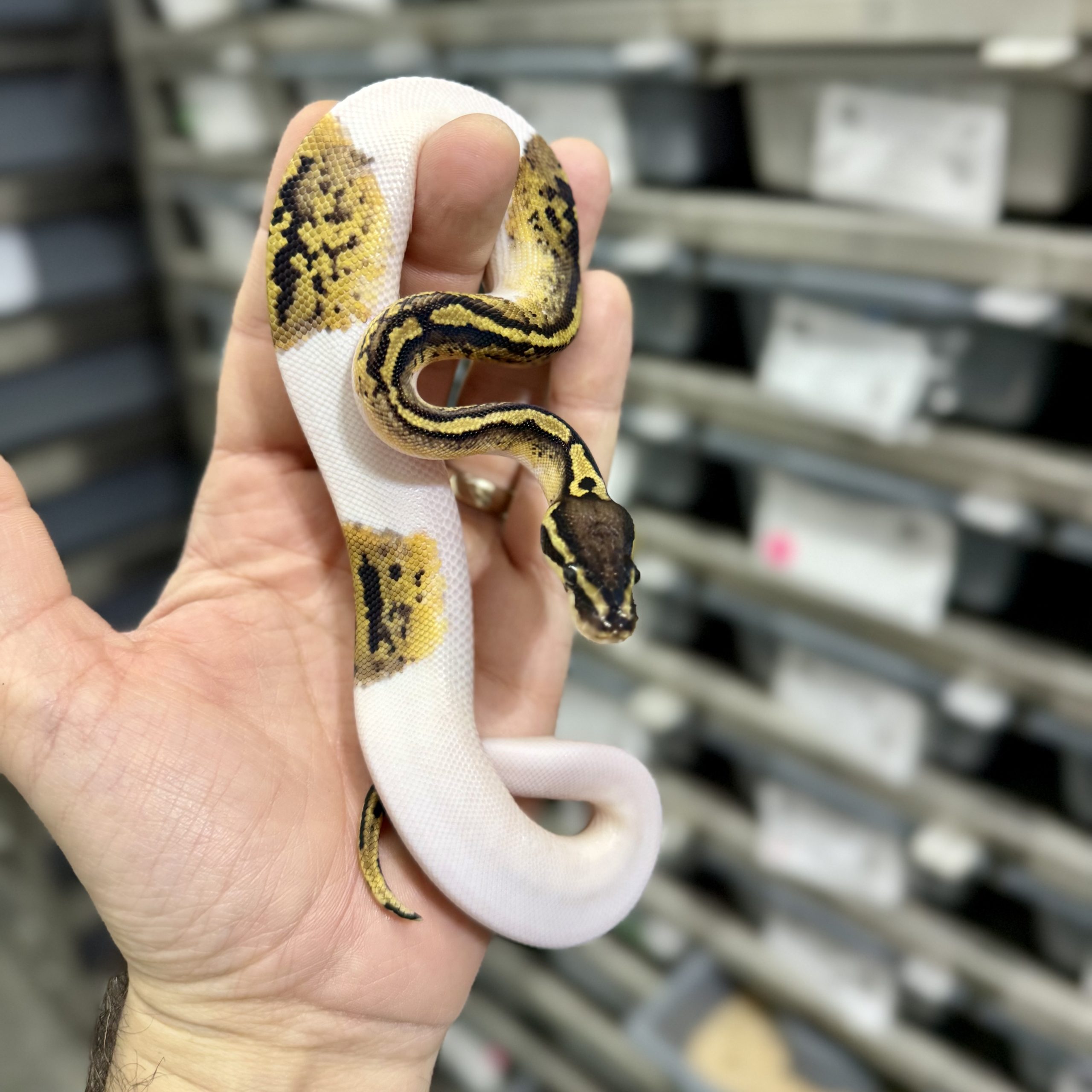 Pastel Pied DH Hypo Ax Male