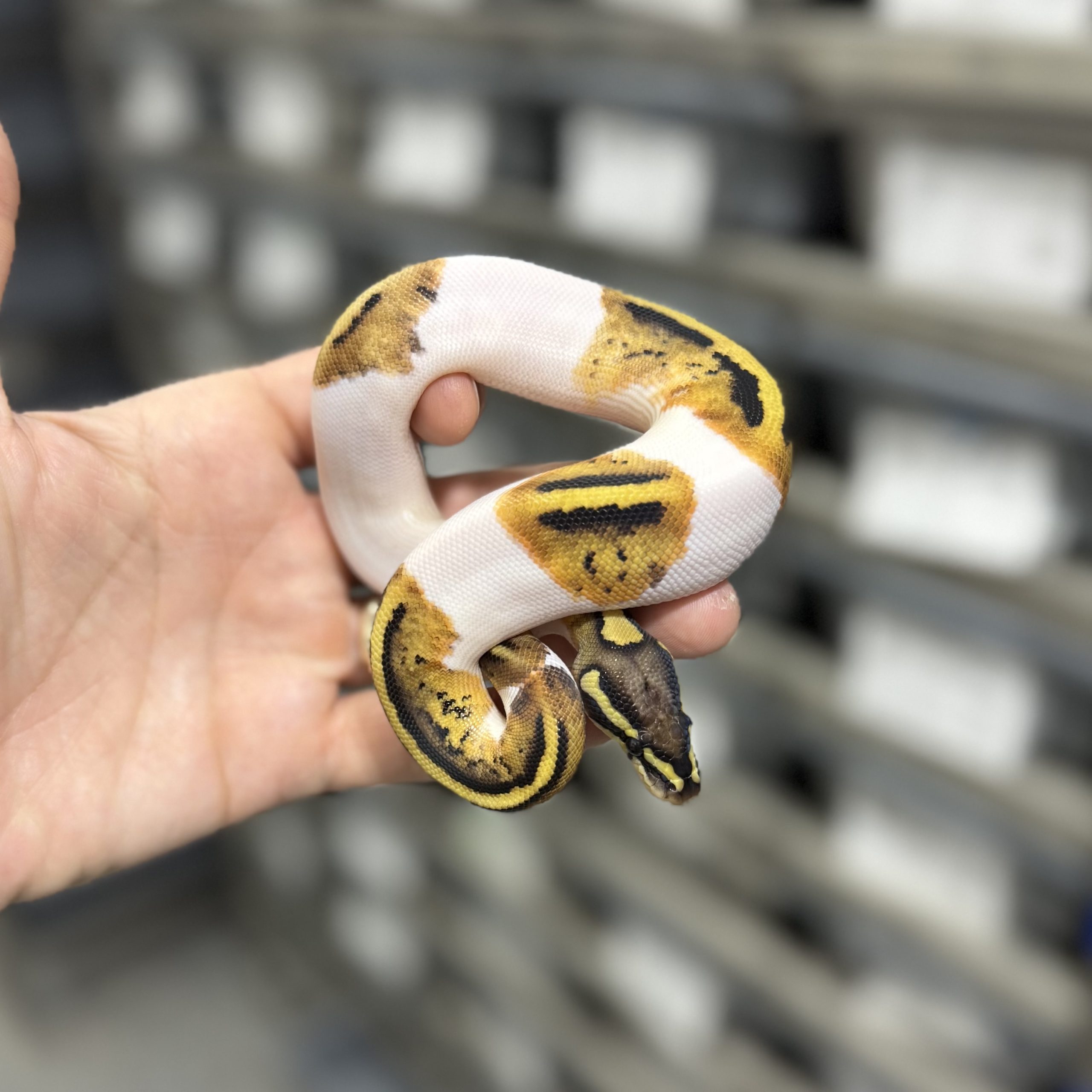 Pastel Pied het Hypo Male