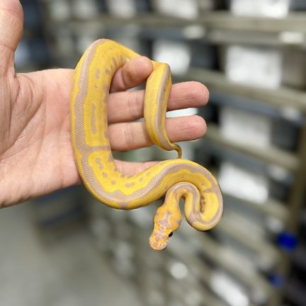 Banana Leopard Clown Female