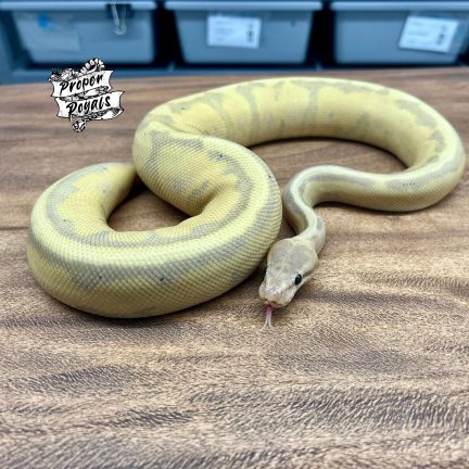 Banana Genetic Stripe Female Breeder