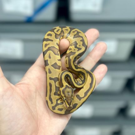 Leopard Enchi Hypo Female