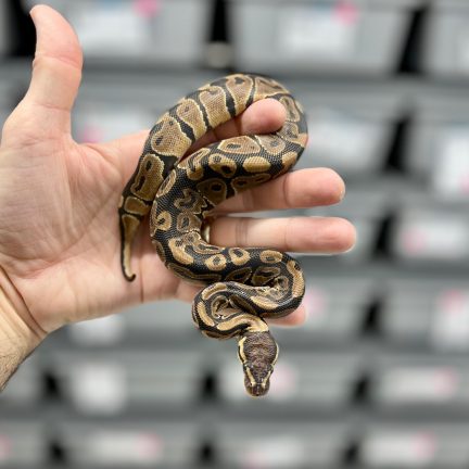 het VPI Axanthic (VPI) het Clown Female