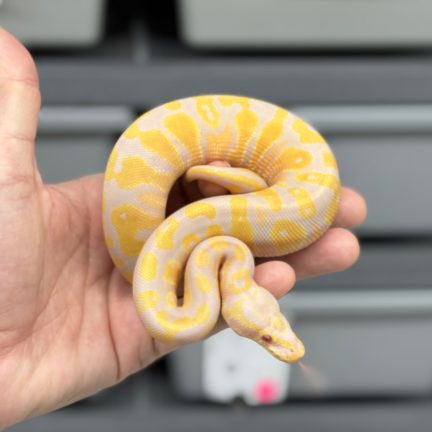 Candy or Candino het Pied Male