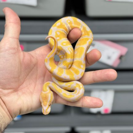 Candy or Candino het Pied Male