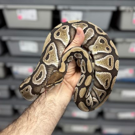 Cypress het Clown 66% het DG