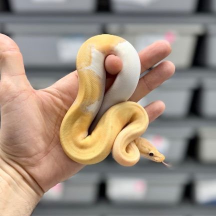 Banana Pinstripe  Pied