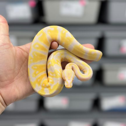 Candy or Candino het Pied Female