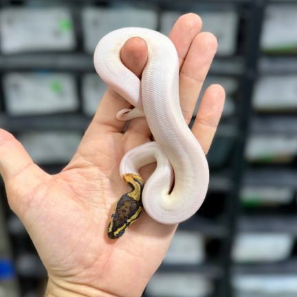 Pied (OD) het Lavender Male