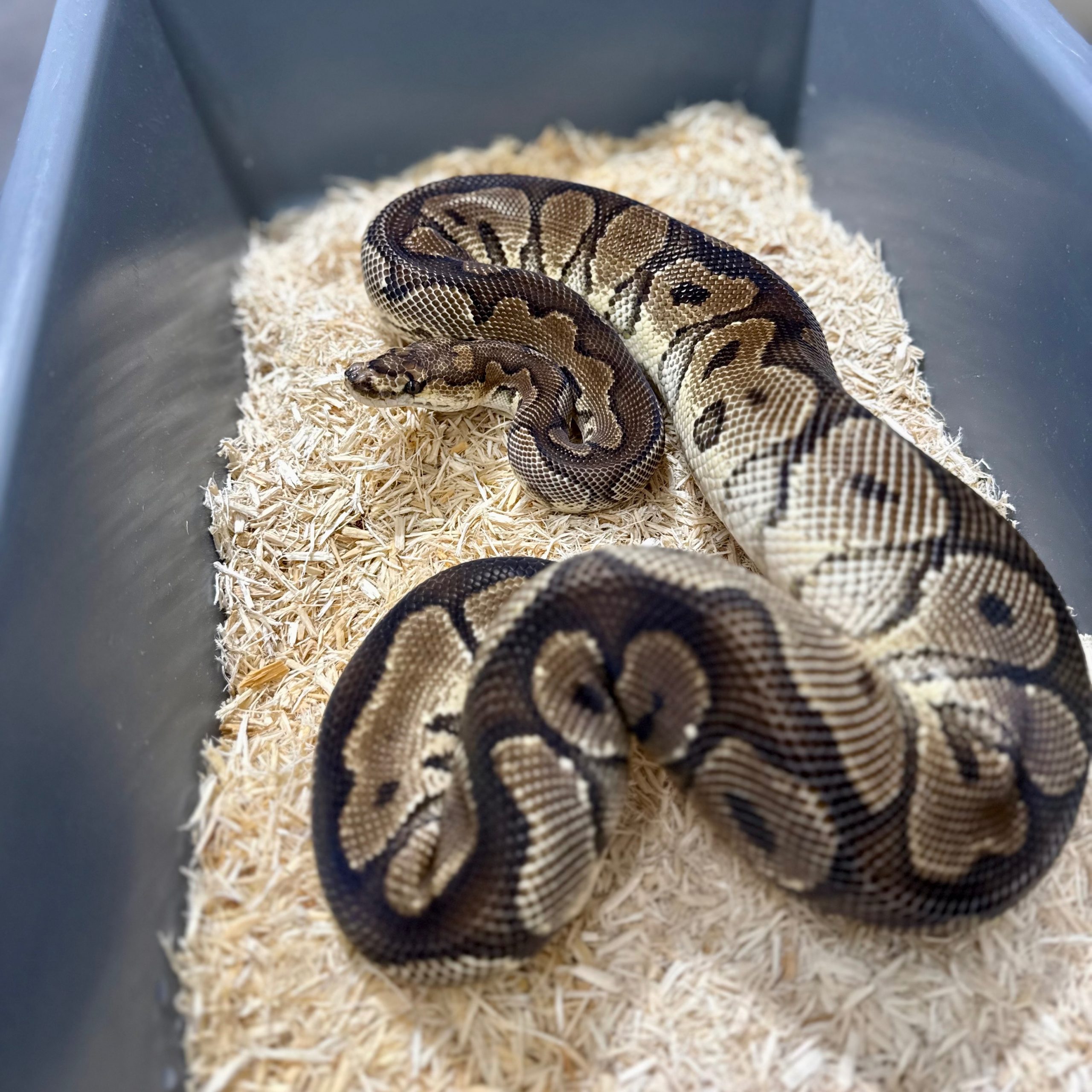 Yellow Belly Clown M Breeder