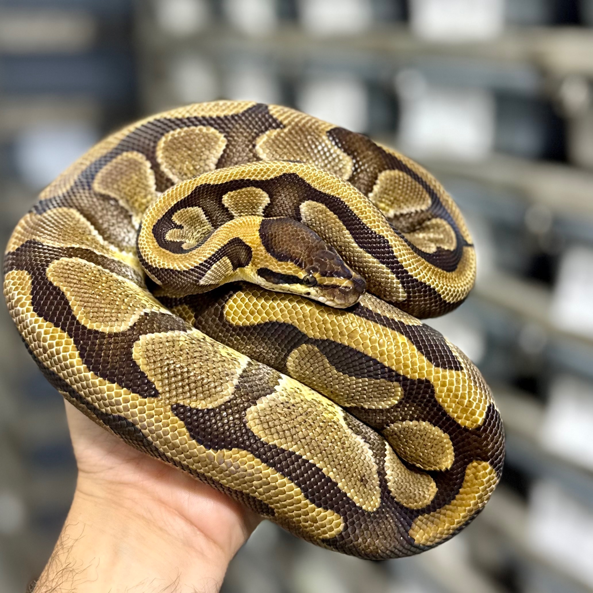 (Super) Enchi het Clown Female Breeder