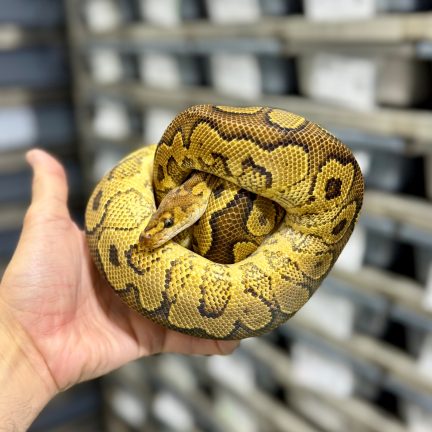 Yellow Belly Clown Male Breeder