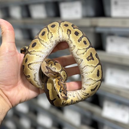 Hurricane Clown Male