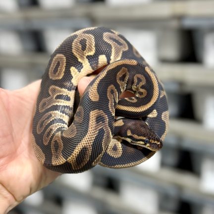 Leopard het Lavender 50% het Pied Female