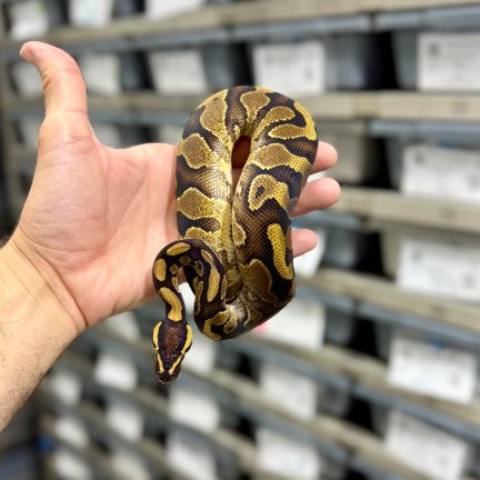 Blackhead Enchi het Clown Male
