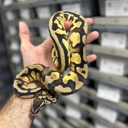Pastel OD het Pied Male