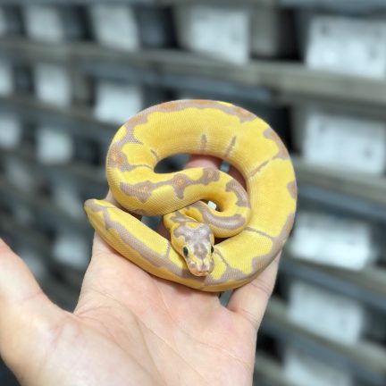 Banana Blade  Clown Female