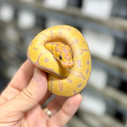 Banana Clown Female