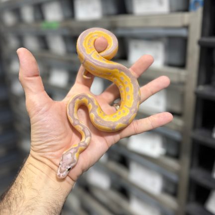 Banana Leopard Clown Male