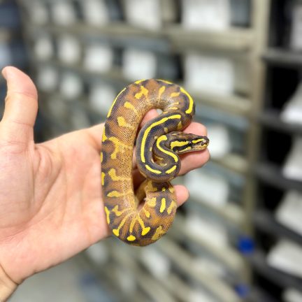 Enchi Super Gravel Male