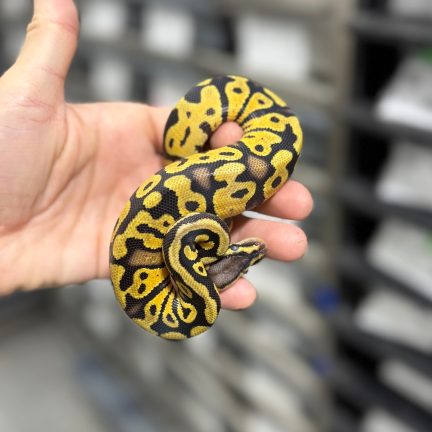 Pastel Gravel het Clown Male