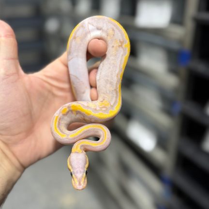 Banana Pied Female