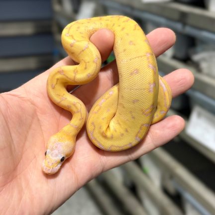 Banana Pinstripe Clown Female
