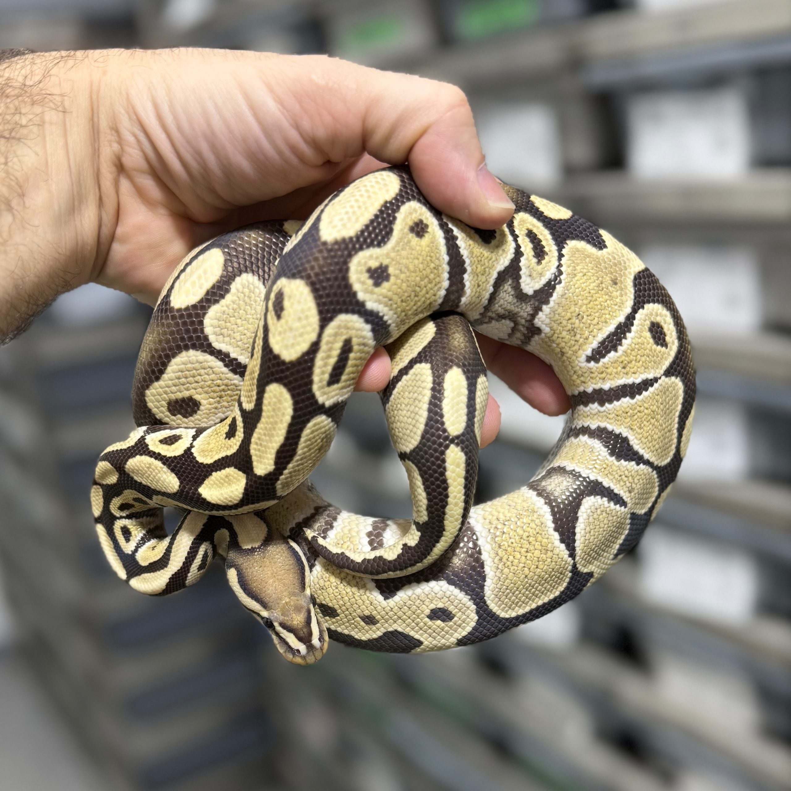 DG het G-Stripe het Clown Female