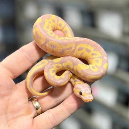 Banana Clown Female