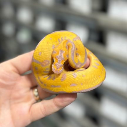 Banana Leopard Clown Female