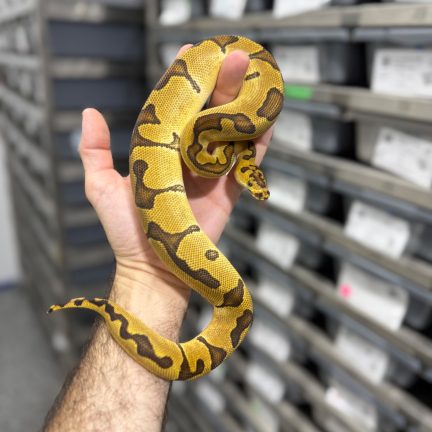 Super Enchi Clown  het Ultramel Male