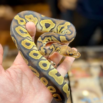 Mahogany OD Clown Male