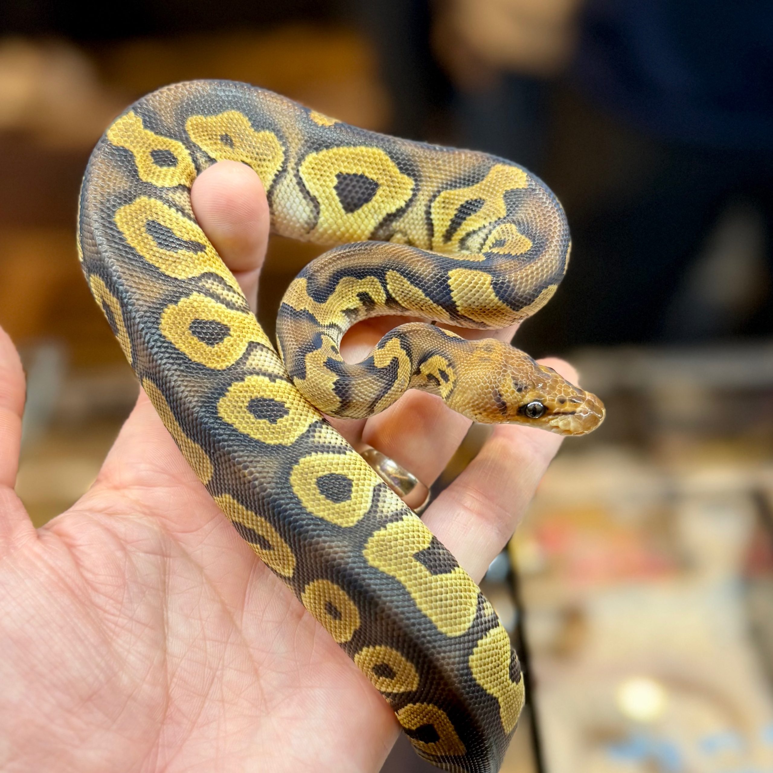 Mahogany OD Clown Male