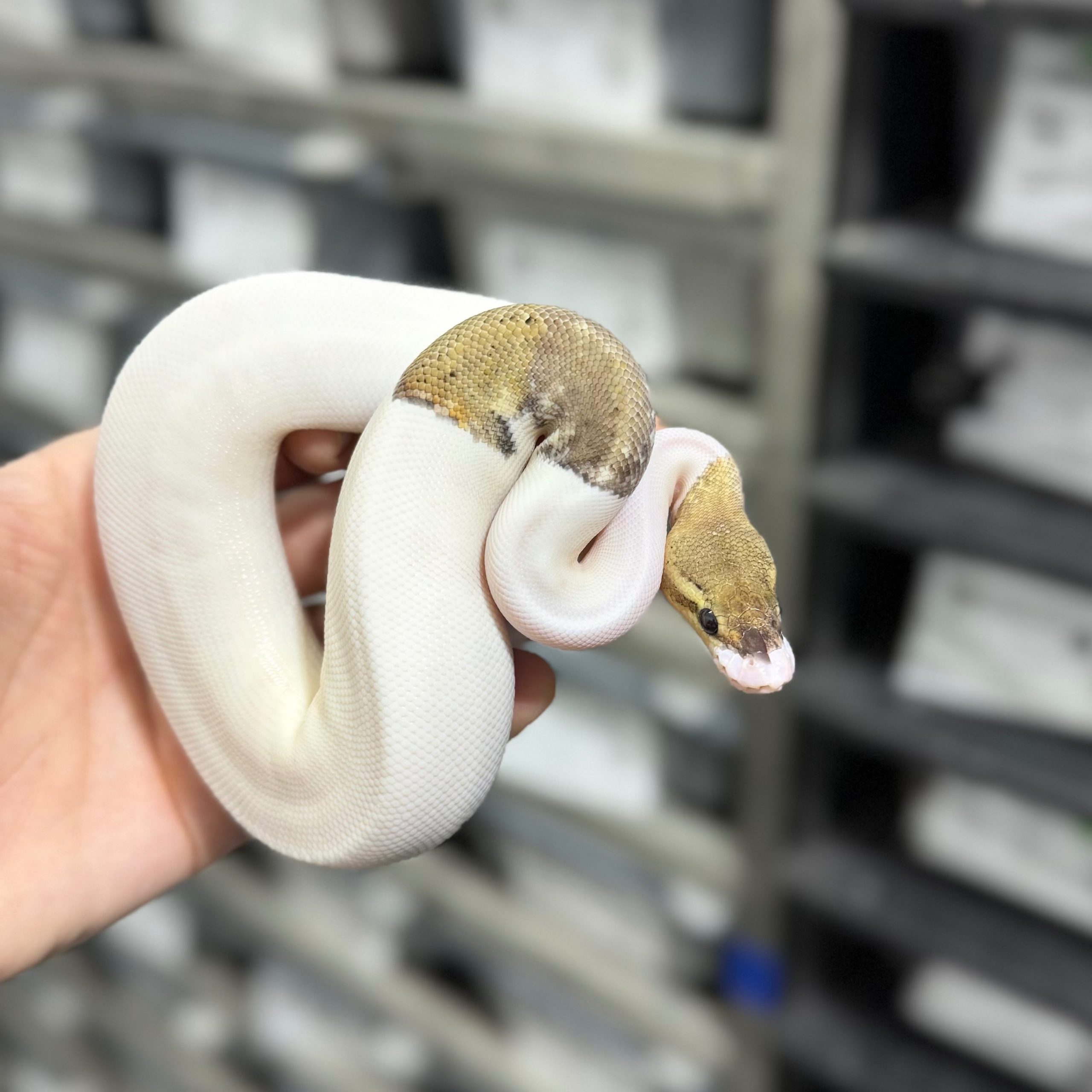 Pastel Cinnamon Pinstripe Pied het Hypo Female