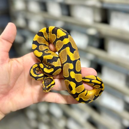 Gravel Enchi het Clown