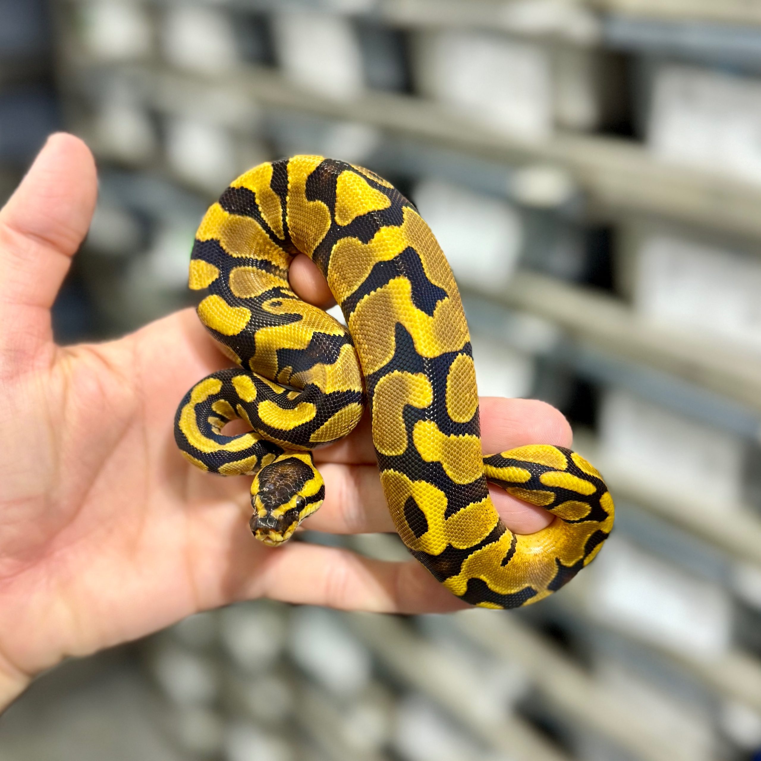 Gravel Enchi het Clown