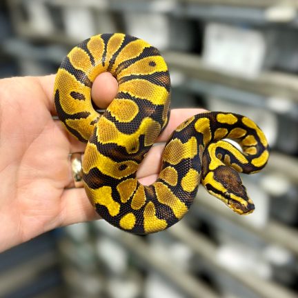 Gravel Enchi het Clown Female