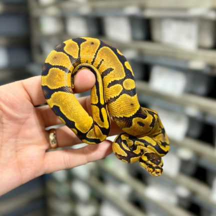 Gravel Enchi het Clown Female