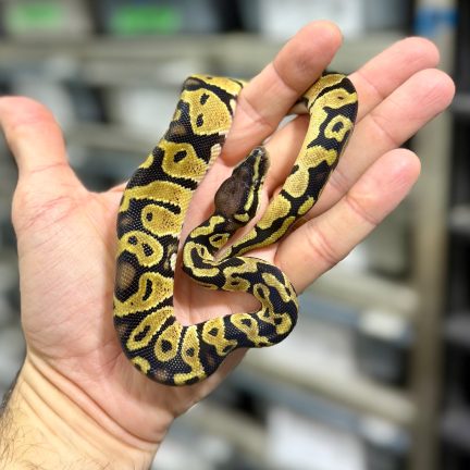 Pastel TH Hypo Ax Pied Male