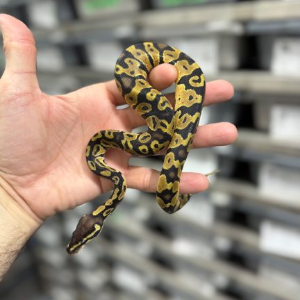 Pastel TH Hypo Ax Pied Male