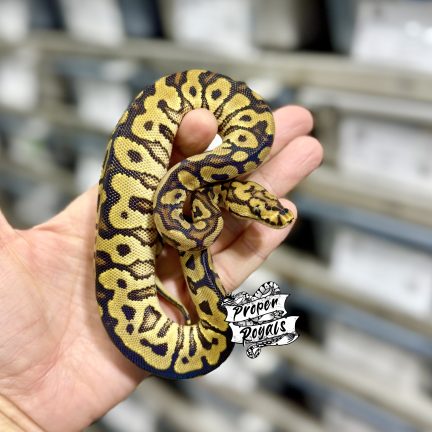 Red Stripe Spotnose Clown Female
